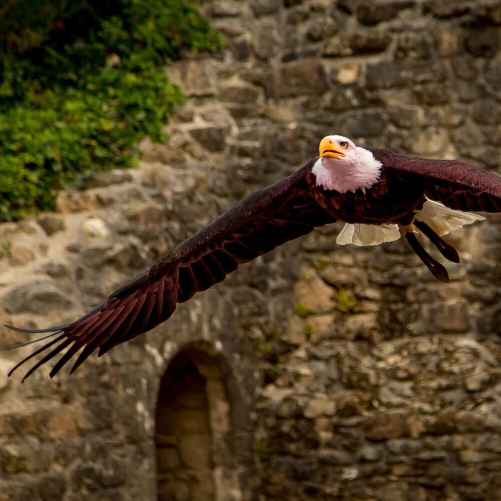Puy du Fou Séminaire