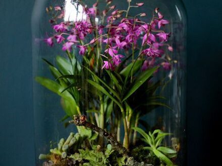 Atelier terrarium, photo 1 sur 4