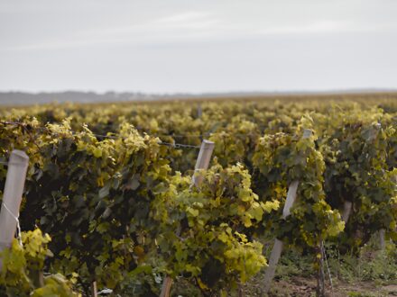 Atelier - Les secrets du vin, photo 1 sur 2