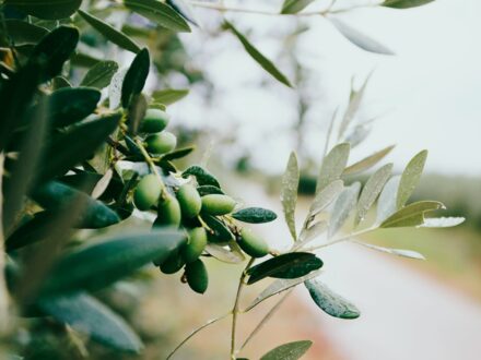 Atelier - À la découverte de l'huile d'olive, photo 1 sur 2