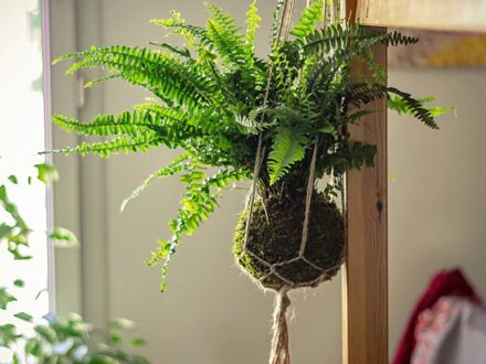 Atelier Kokédama & Macramé, photo 1 sur 4